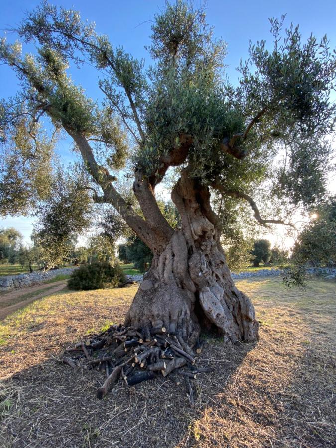 モノーポリ La Guendalina Masseria E Casa Particular Bed & Breakfast エクステリア 写真